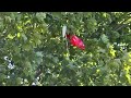 Launching a Rocketarium Hawk! Awesome Flight Shown from Different Angles.