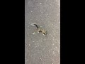 Salem squirrel