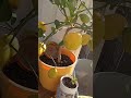 Lemons almost ready on Meyer Lemon Tree..