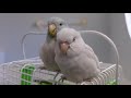 3 IMPORTANT Things You Should Know About Parrotlets #Parrot_Bliss #parrotlet