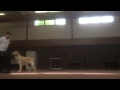 Kie Canine Training