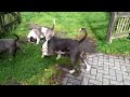 My xxl pitbulls all playing together no fight.
