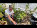 In-Ground vs Pots — Jalapeños Tomatoes a clear winner for a busy gardener.