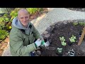 New Flower Bed Started Entirely From Seed | Budget-Friendly Gardening I Perennial Garden