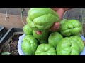 Watch Our Chayote Planting Method Produce an Abundance of Fruit