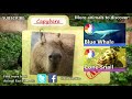 Capybara facts: the largest living rodents | Animal Fact Files