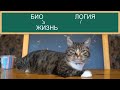 ШКОЛА КОТОВ : ВСЕ СЕРИИ ПОДРЯД! МАЛЕНЬКАЯ КОШЕЧКА МУРКА и КОТ МАЛЫШ ШКОЛЬНИКИ! СБОРНИК ЛУЧШИХ СЕРИЙ