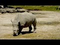funny animal sound:elephant,cow,chicken duck,horse,dog,cat#cuteanimals #viral