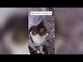 Try Not To Laugh 🤣 New Funny Cats  And Dog Video 😹 - MeowFunny Part 2