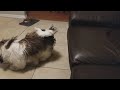 Dog running full speed fail