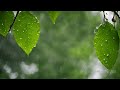 Ambient Sounds for Relaxation | Relaxing Music and Rain Sounds for Stress Relief and Meditation 🌧️
