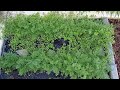 Growing Carrots from Seed..