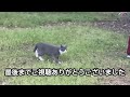 [地域猫」別世界を見た猫たち　[レイちゃんちのネコ達]