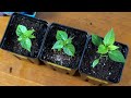 5 Pepper Seedlings Mistakes You Don't Want To Make - Pepper Geek
