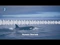 Listen to these Orca whales imitate human speech