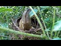 Chipmunk attacks robin hatchlings
