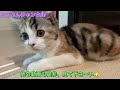 【子猫動画】ハーネスを装着した猫の動きが可愛いです　りん特訓開始だよ！