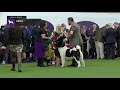 Akitas | Breed Judging 2019