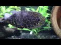 African Leaf Fish: Amazing fish