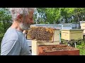Kako proizvesti matice za sopstveni pčelinjak