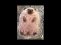 Cute Baby Animals Videos Compilation | Funny and Cute Moment of the Animals #13- Cutest Animals