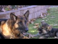 Best Dog Training Video Ever!  -  11 week old trained German Shepherd puppies!