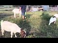 Nectarine tree// Goats having party