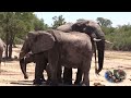 Elephant Loving Games