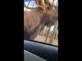 Majestic Elk Shows Off Vocal Range! #Shorts #Elk #Wildlife