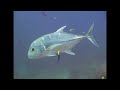 Groupers and Big Fish - Reef Life of the Andaman - Part 10