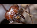 The Daily Life at a Leaf Cutter Ant Colony