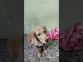 golden retriever puppy 😍