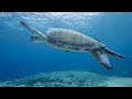 Ocean 4K - Sea Animals for Relaxation, Beautiful Coral Reef Fish in Aquarium, 4K Video Ultra HD #119