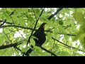 Blackbird Singing // Blackbird Song (Thurdus merula) // Relaxing Nature Sounds