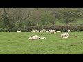 TV for Dogs ~ Beautiful Calming Sheep Video and Sounds ⭐ 8 HOURS of Relax Your Dog TV