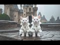Meow Meow cats😻 with different shades | Kulfi kuku🦓 | fun time