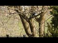 Sroki przeganiają kota / Magpies attack the cat in the tree