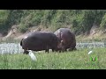 The large Elephants, Hippos and Buffaloes of Queen Elizabeth National Park|Uganda|Africa|Savannah