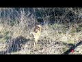 Buck Shedding Antlers As Drone Sneaks Up On Him Drone Footage Feb 2024