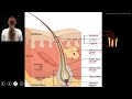 Hair Follicle Anatomy