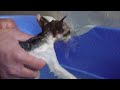 Rescue the poor kitten crying in an abandoned concrete block. The cat wants to see its mother again
