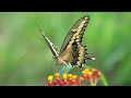 Swallowtail in slow motion