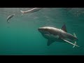 Why more White Sharks are pushing north into Canadian waters | Shark Below Zero