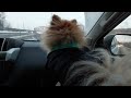 Adorable Mini Spitz Living in a Car: An Unusual Journey