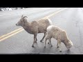 Mountain Sheep invade road in Jasper National Park