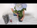 5 easy tips to care for Hydrangea. Simple propagation exercise