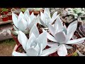 ECHEVERIA CANTE #trasplantesuculento #nuevasmacetas #sustratoespecial