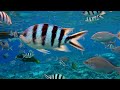 Ocean 4K - Beautiful Coral Reef Fish in Aquarium, Sea Animals for Relaxation (4K Video Ultra HD) #21