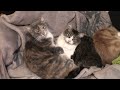 Cats Sleep Together