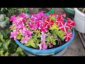 How To Grow Petunia From Seed | FULL INFORMATION